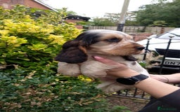 Cocker Spaniel dogs for sale: KC Registered Show type Cocker Spaniels  - Image 24