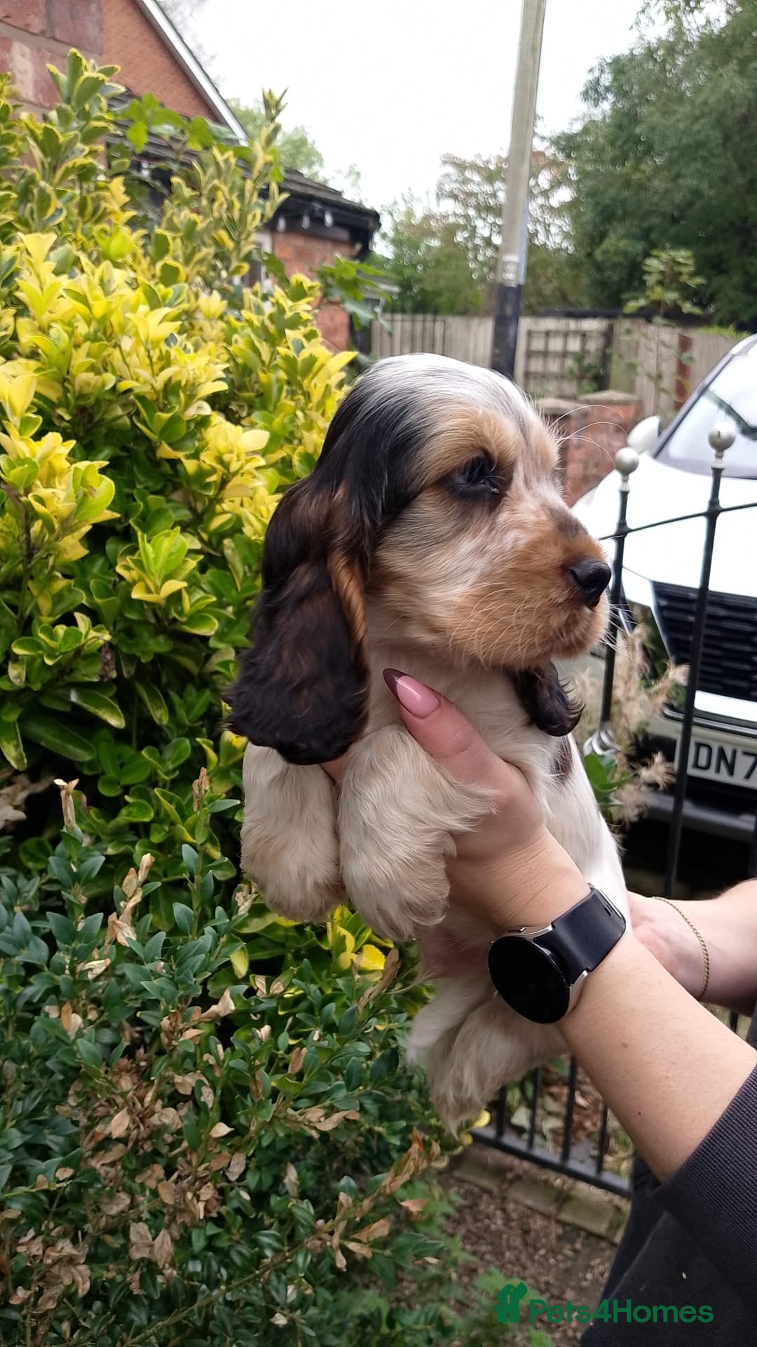 Cocker Spaniel dogs for sale: KC Registered Show type Cocker Spaniels  - Image 24