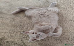 British Shorthair cats for sale: READY NOW Beautiful British Shorthair Kittens - Image 17