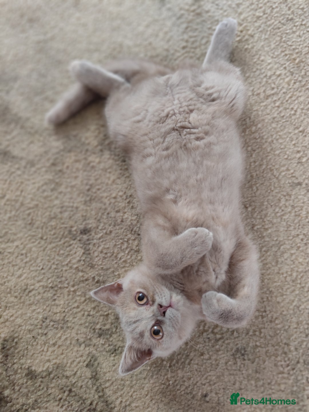 British Shorthair cats for sale: READY NOW Beautiful British Shorthair Kittens - Image 17