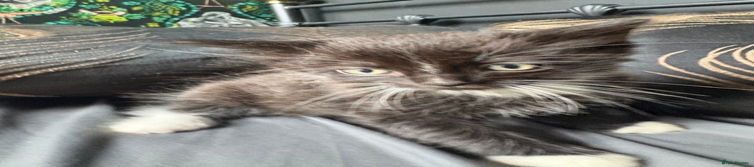 Persian Kitten 4