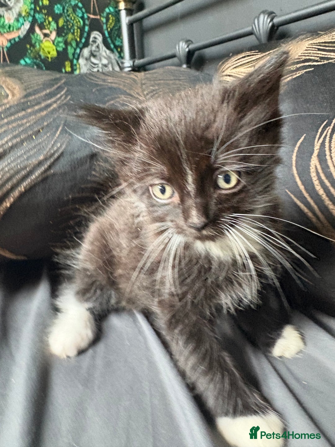 Persian cats for sale: Persian x ragdoll kittens all boys  - Image 10