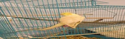 Cockatiels birds for sale: Cockateil in Lowestoft - Advert 5
