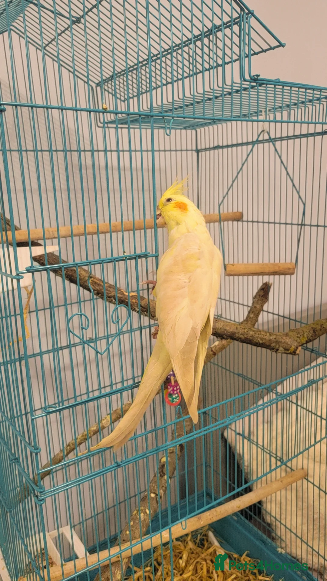 Cockatiels birds for sale: Cockateil in Lowestoft - Advert 5