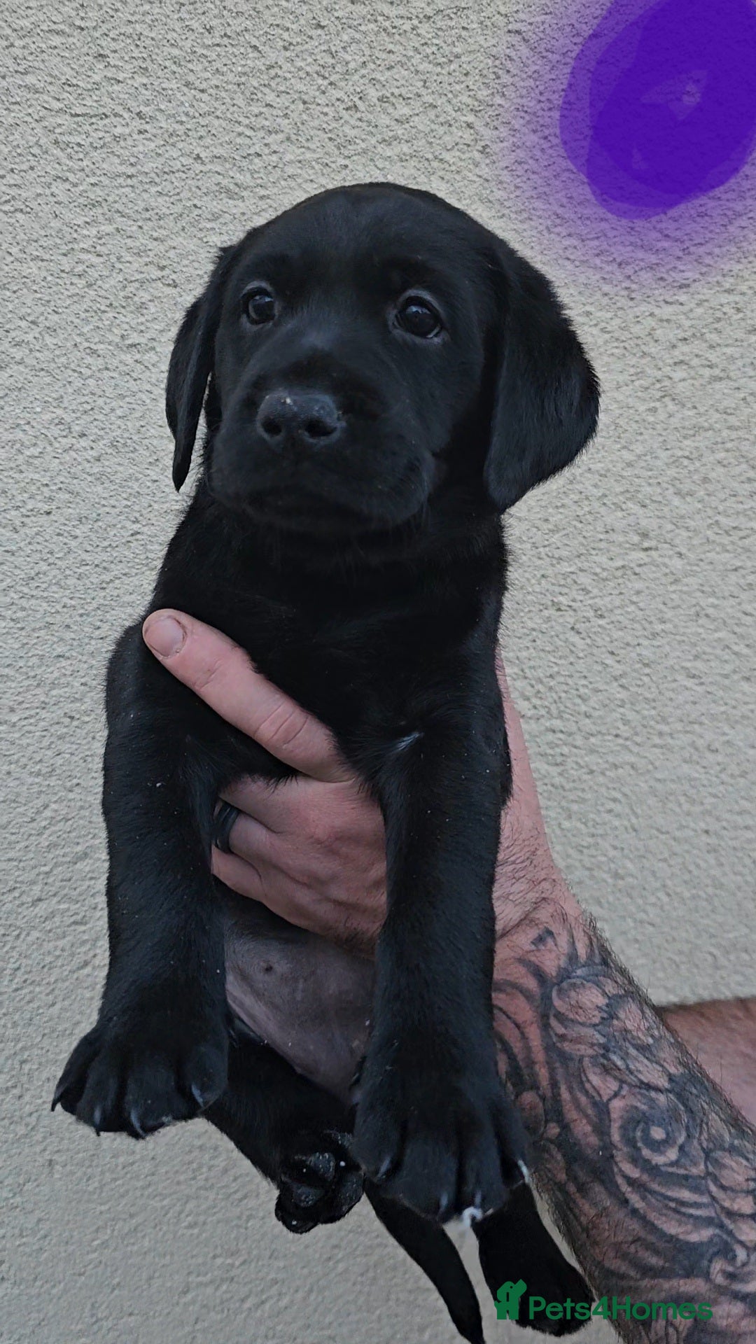 Labrador Retriever dogs for sale: ONE GIRL LEFT READY NOW - Image 2