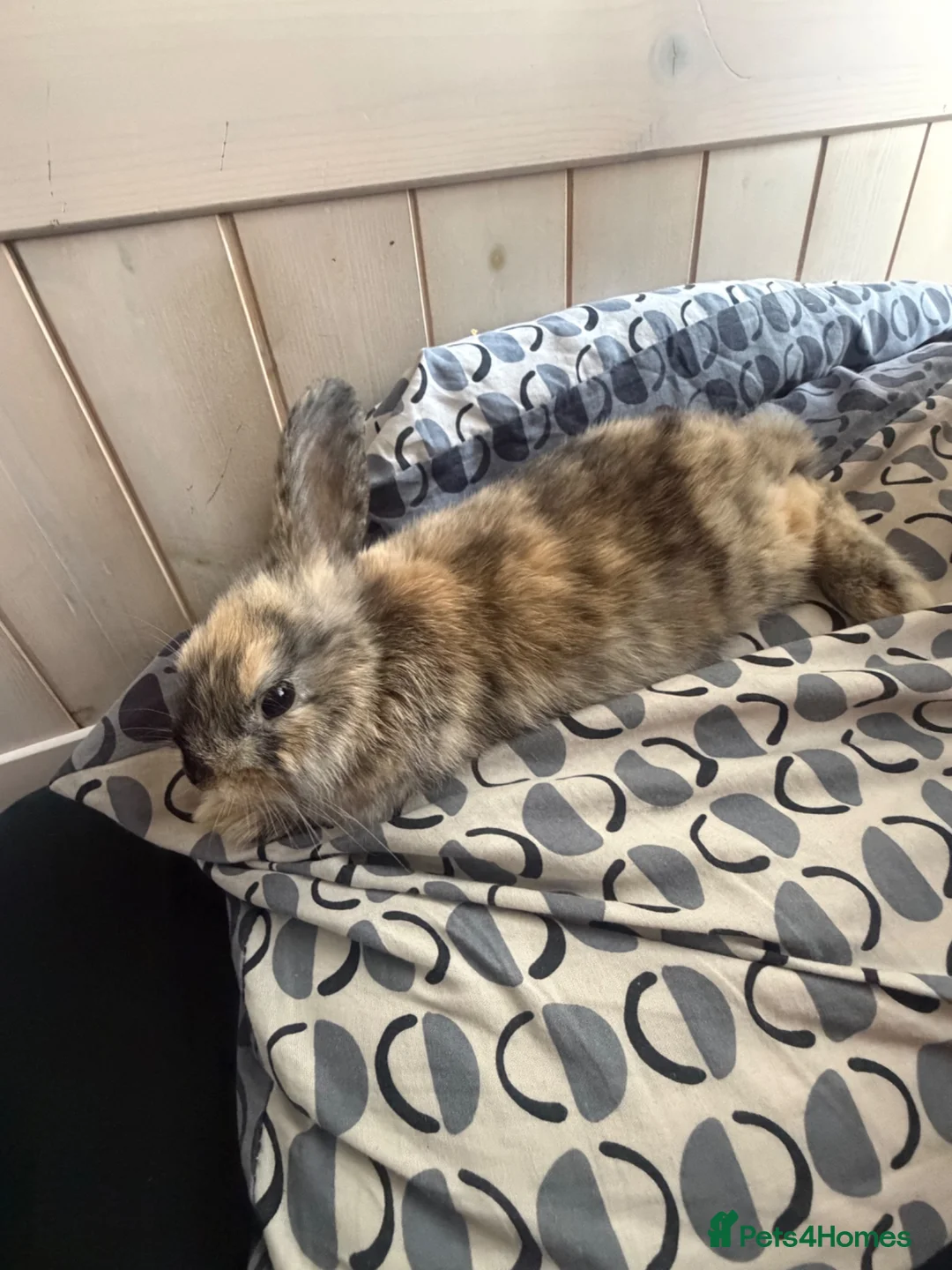 Mixed Breed rabbits for sale: 8 Week Old Mixed Colour Rabbit  - Advert 11