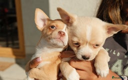 Chihuahua dogs for sale: 4 beautiful Chihuahua pups - Image 2