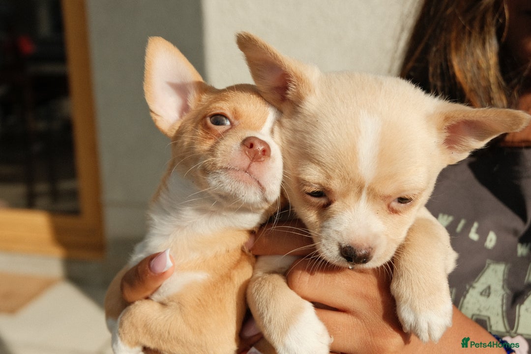 Chihuahua dogs for sale: 4 beautiful Chihuahua pups - Image 2