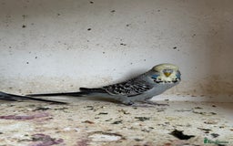 Budgerigars birds for sale: Exhibition budgie flock asap - Image 4