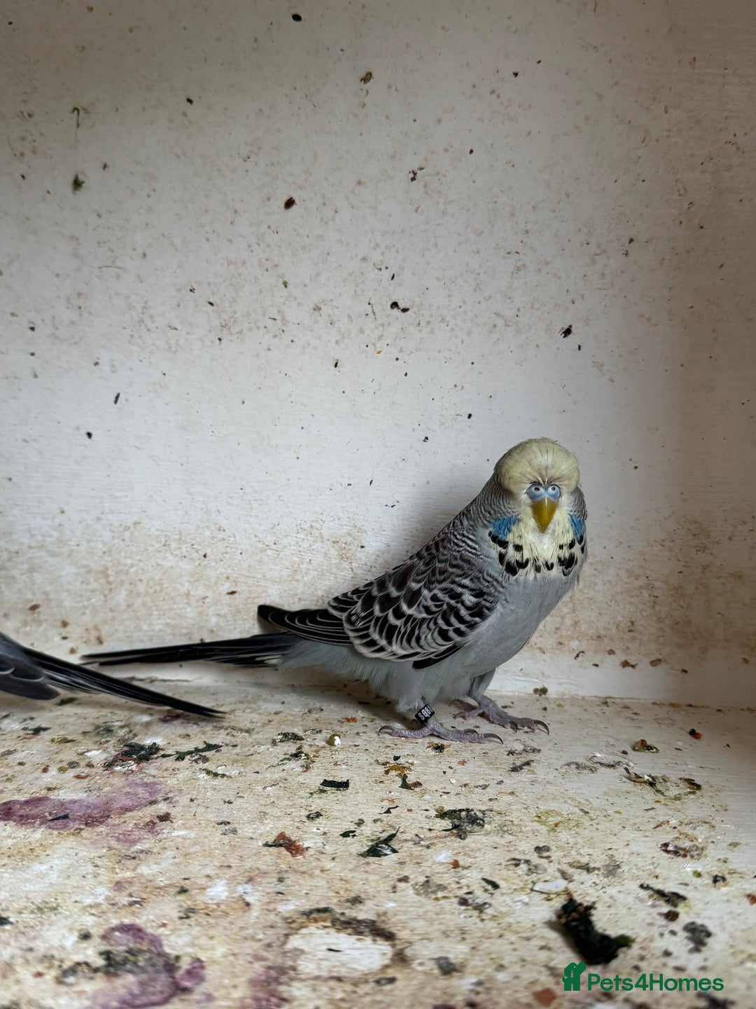 Budgerigars birds for sale: Exhibition budgie flock asap - Image 4