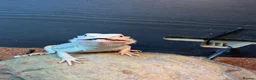 Bearded Dragon reptiles for sale: Hyper zero bearded dragon  - Advert 4
