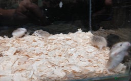 Hamster rodents for sale: Roborovski Hamsters Females   - Image 11