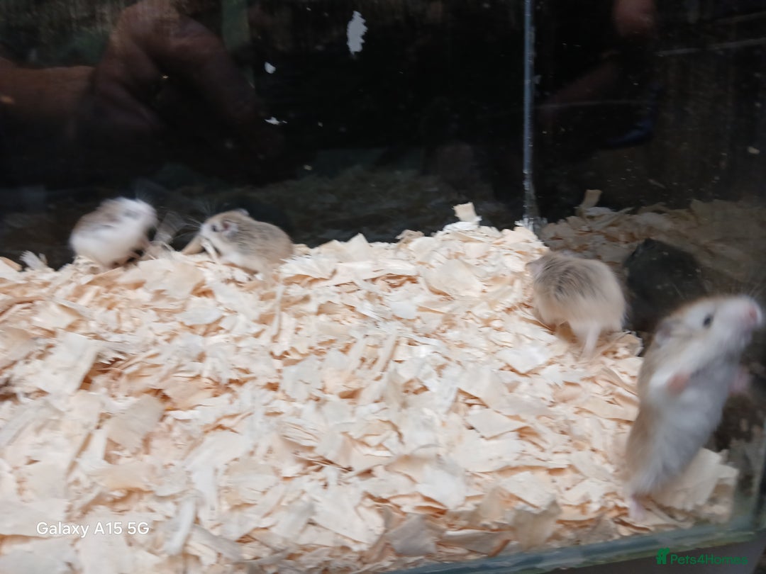 Hamster rodents for sale: Roborovski Hamsters Females   - Image 11