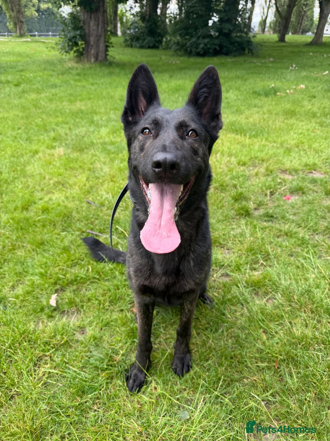 Mixed Breed dogs for sale: Dutch herder x German shepherd 3 years female  - Advert 2