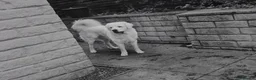 Pyrenean Mountain Dog dogs for sale: 🐾LAST AVAILABLE–Stunning Polish Tatra Shepherd 🐾 - Advert 5