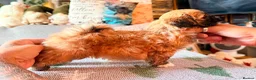 Lhasa Apso dogs for sale: Stunning happy male pup - Advert 3