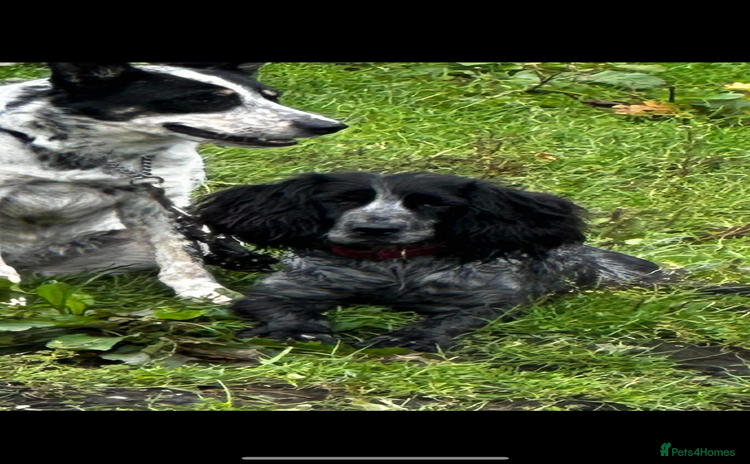 Cocker Spaniel dogs - Advert 8