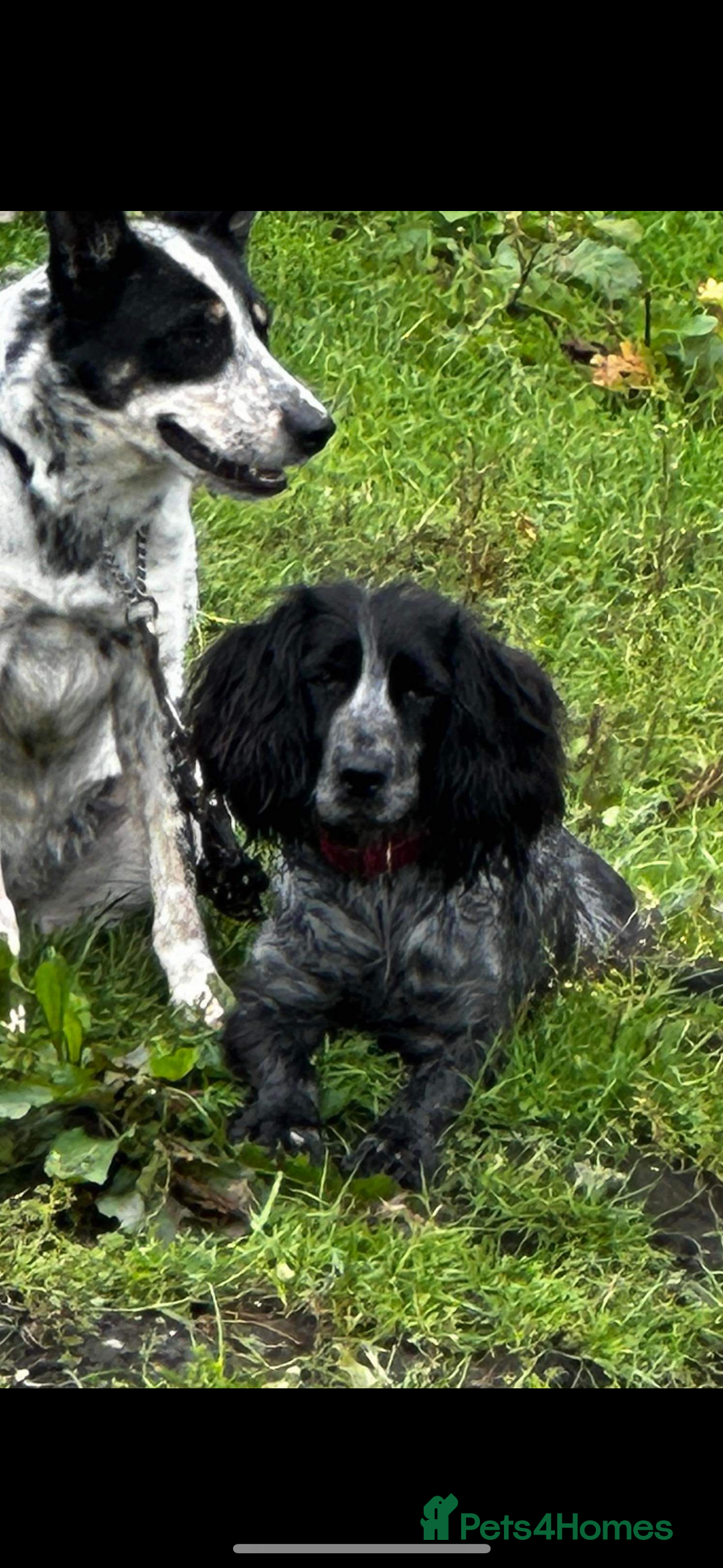 Cocker Spaniel dogs for sale: 3 beautiful dogs looking for new home  - Image 1
