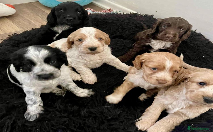 Cockapoo dogs - Advert 2