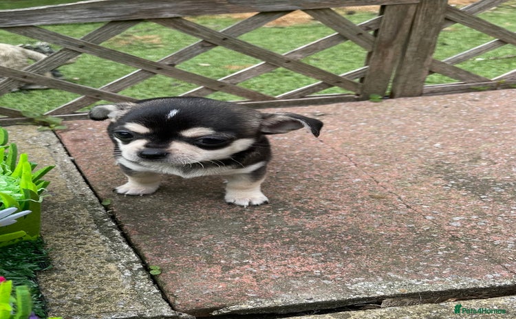 Chihuahua dogs in London - Advert 13