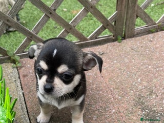 Chihuahua dogs in London - Advert 3