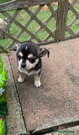 Chihuahua dogs in London - Advert 2