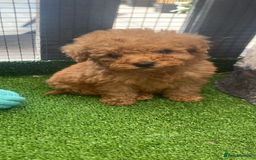 Poodle dogs for sale: Toy poodle puppies for sale  - Image 3