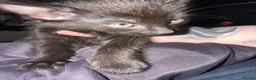 Mixed Breed cats for sale: 5 babys available  - Advert 5