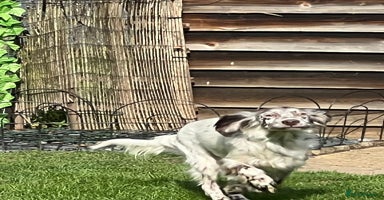 English Setter dogs Alfie - Advert 13