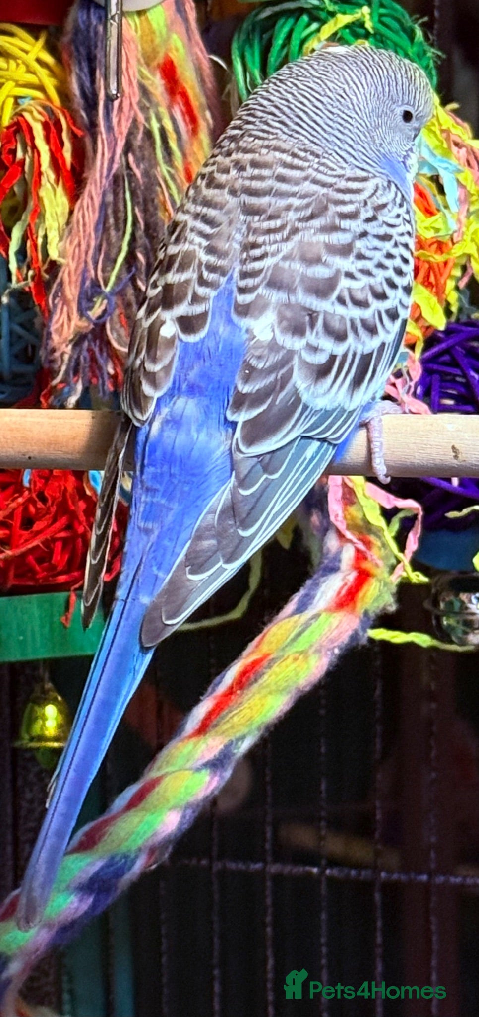 Budgerigars birds   budgies  available 9 weeks old   - Advert 2