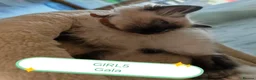 Ragdoll cats for sale: Wonderful purebred RAGDOLL  - Advert 4