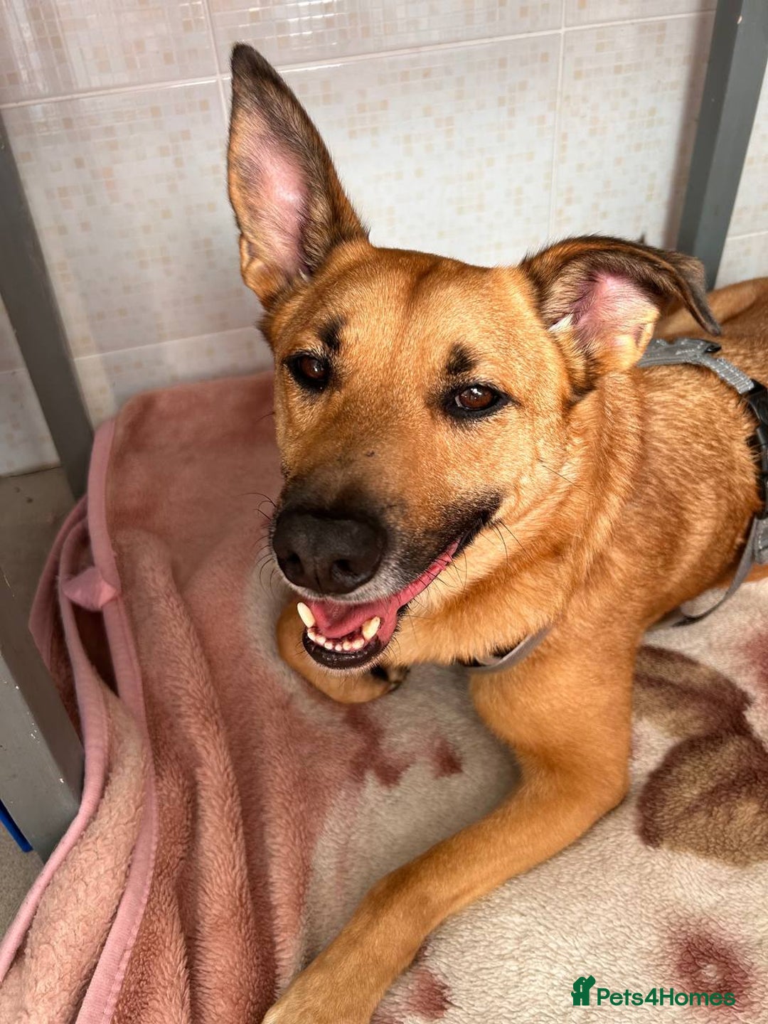 German Shepherd dogs for adoption: RICHIE – Male - Advert 4