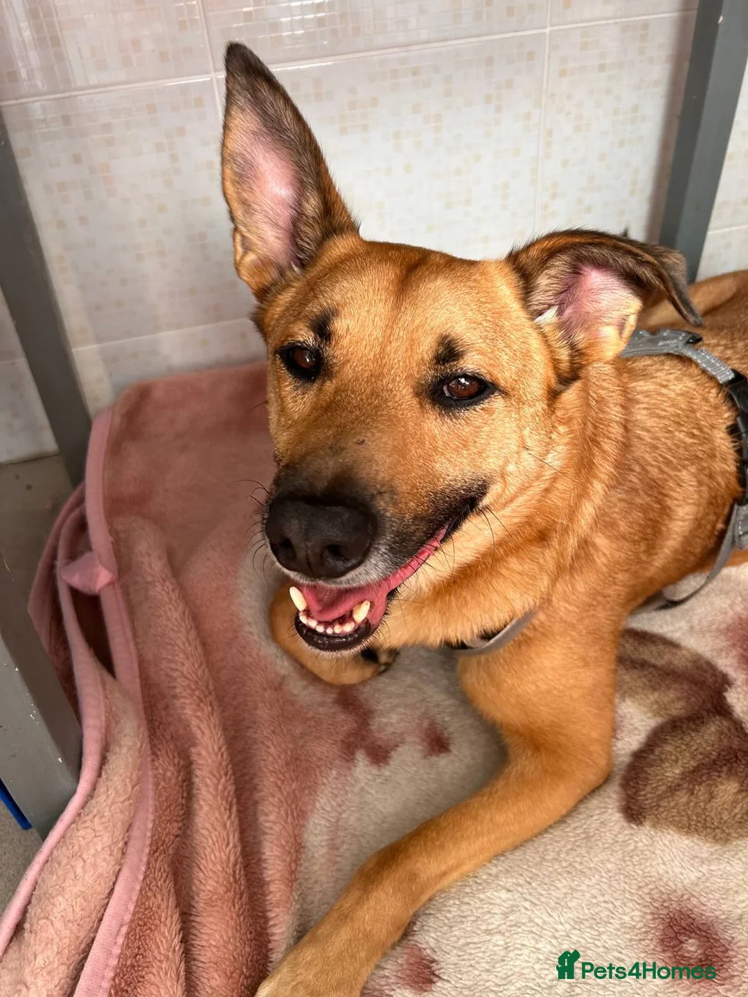 German Shepherd dogs for adoption: RICHIE – Male - Advert 4