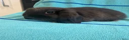 Mini Lop rabbits for sale: Pure bred mini lop babies ready now - Advert 1