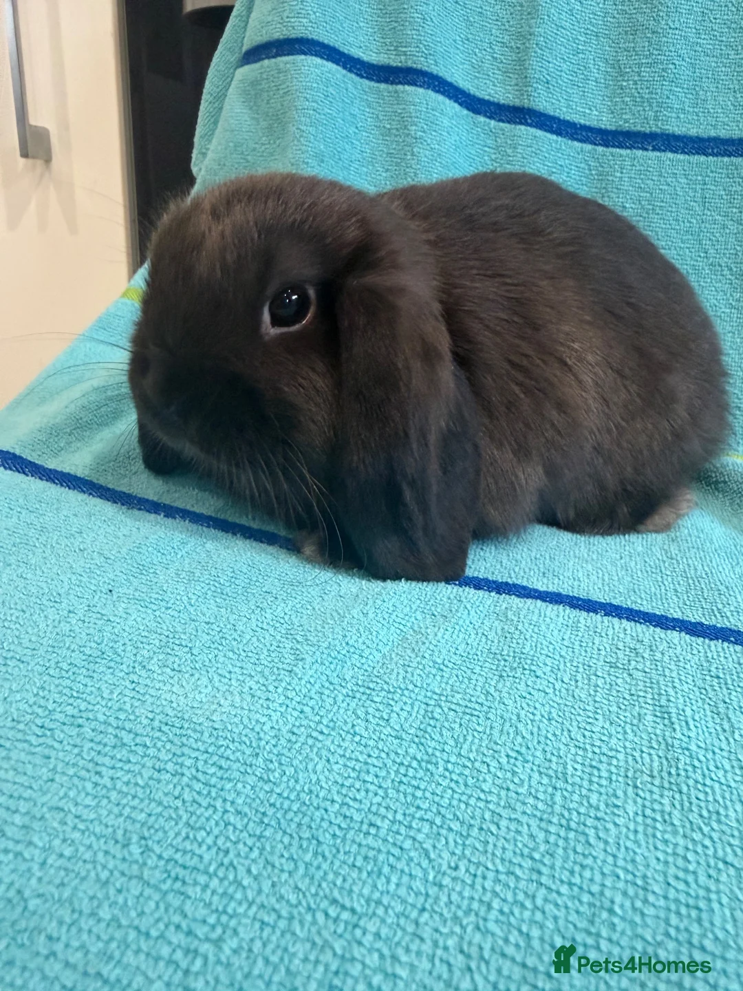 Mini Lop rabbits for sale: Pure bred mini lop babies ready now - Advert 1