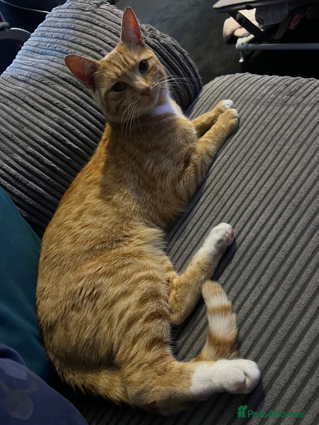 Mixed Breed cats for sale: Male ginger cat  - Image 24