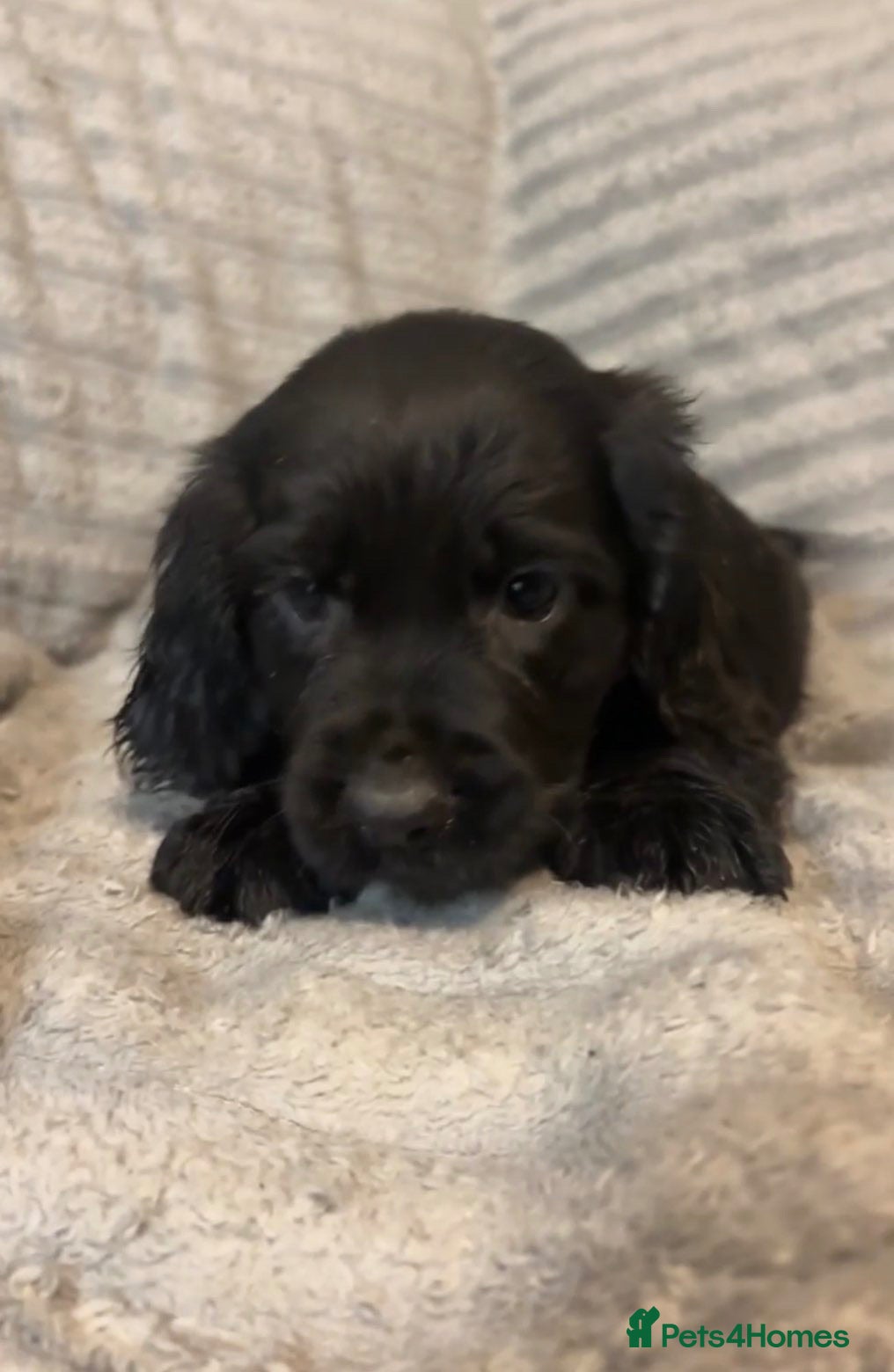 Cocker Spaniel dogs Lovely cockerspaniel puppy  - Advert 1