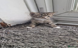 Mixed Breed cats for sale: 😻 Scottish Mix Cuties - Image 6