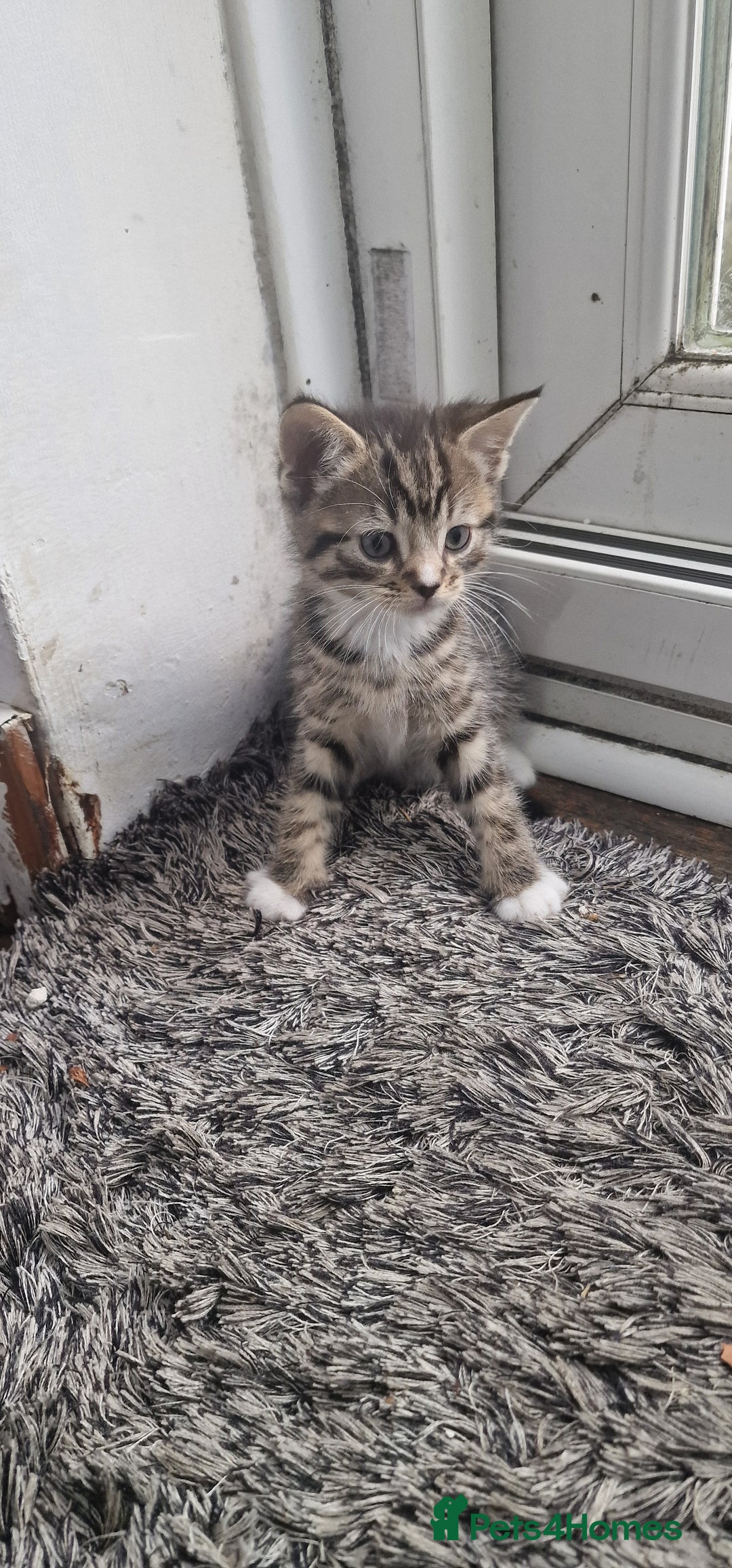 Mixed Breed cats for sale: 😻 Scottish Mix Cuties - Image 6