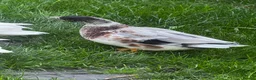 Ducks poultry for sale: Male Call ducks  - Advert 4