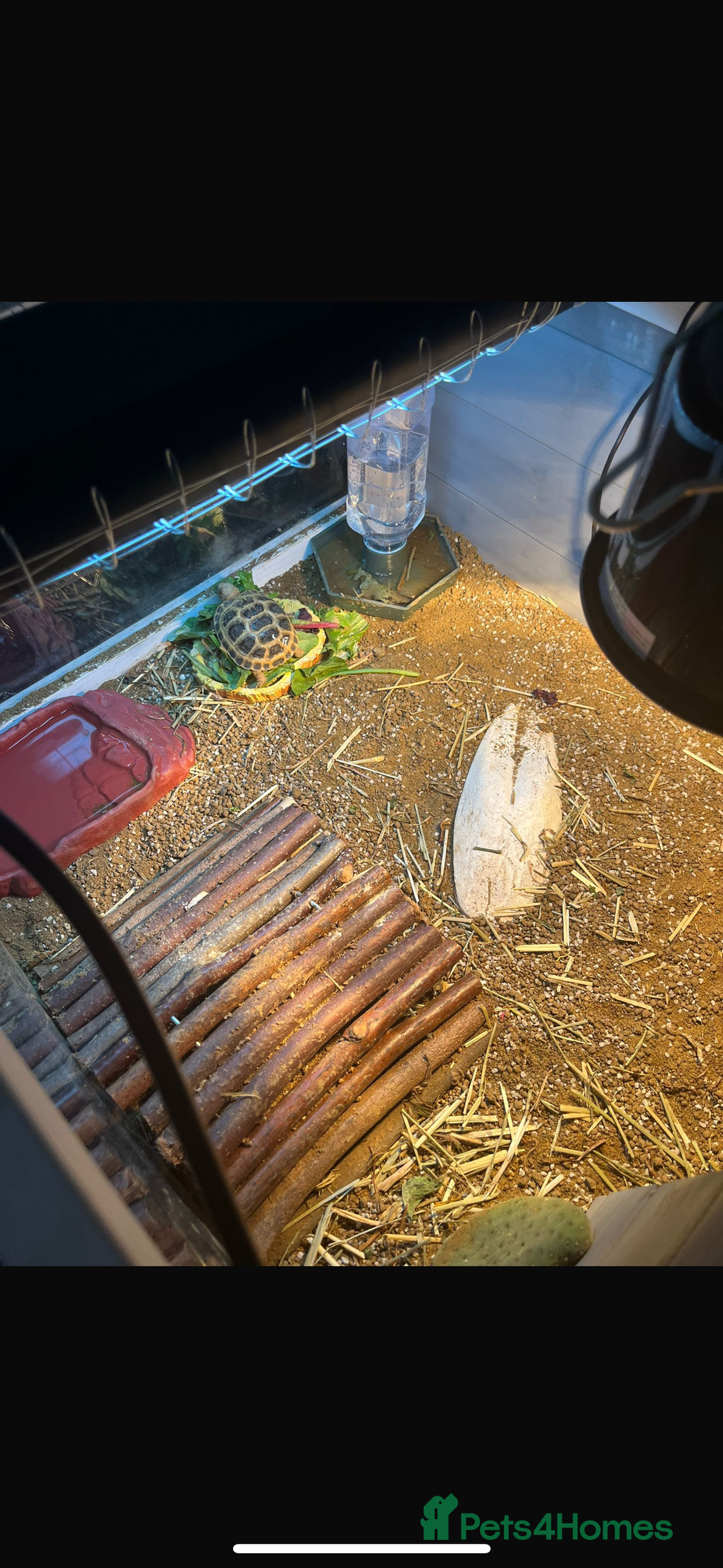 Tortoise reptiles for sale: Horefield tortoise  - Image 2