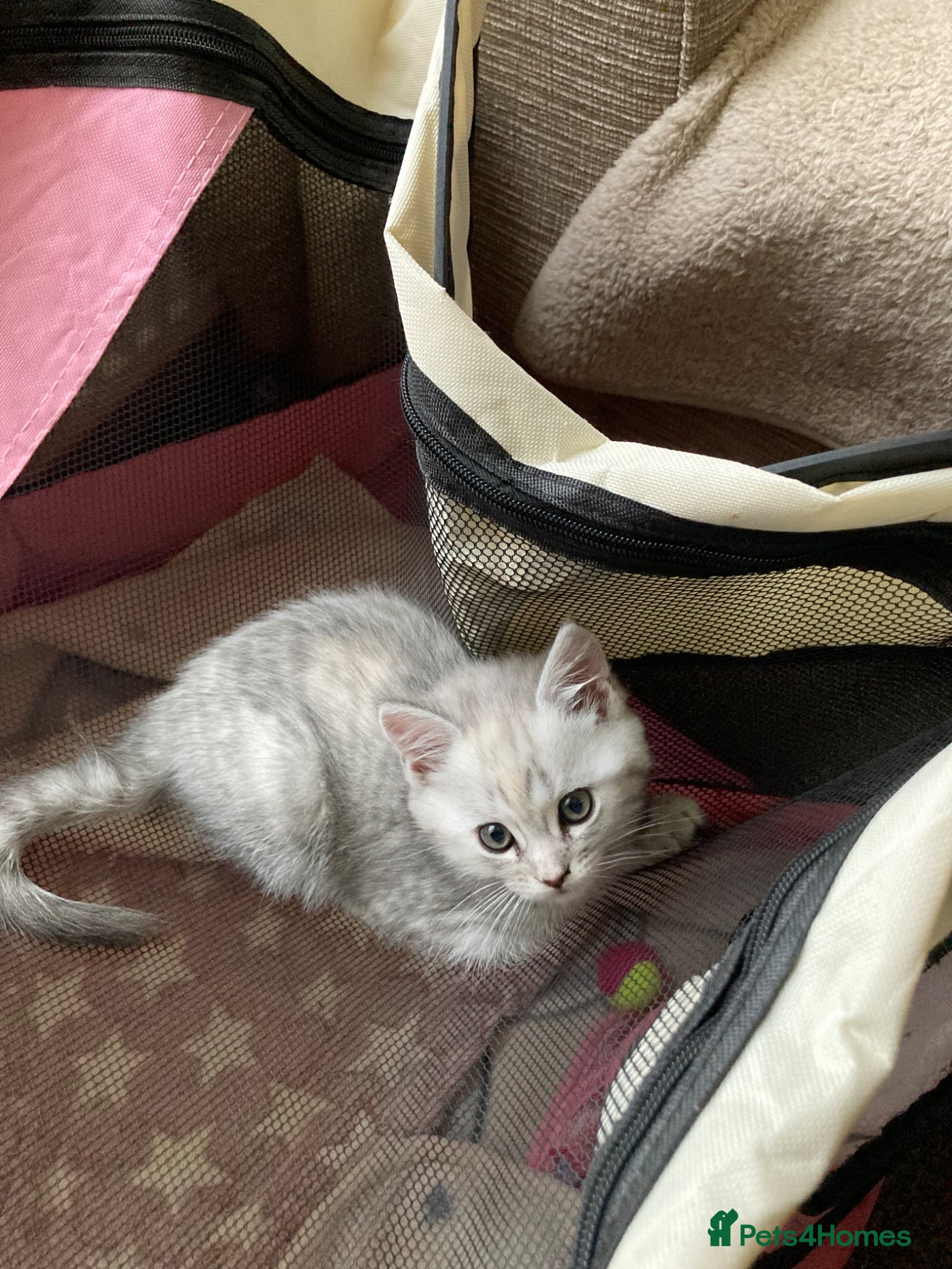 Mixed Breed cats for sale: Julie in Pontefract - Advert 8