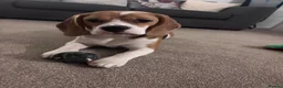 Beagle dogs for sale: Beautiful beagle  - Advert 4