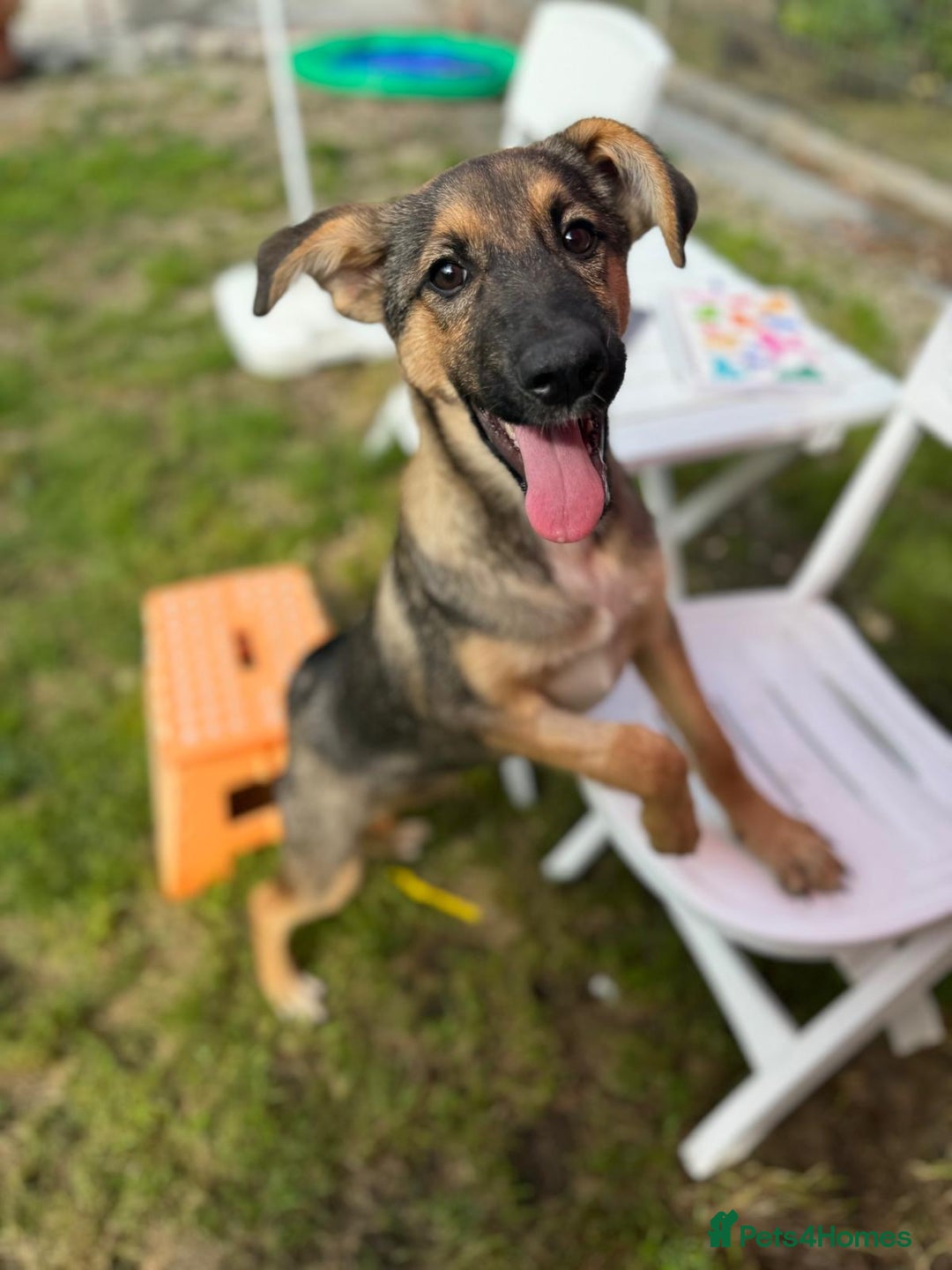 Mixed Breed dogs for adoption: BIBY, a Lovely young girl - for a Loving Home - Advert 4