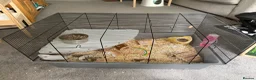 Gerbil rodents for sale: 2 x Gerbils and Cage (free to good home) - Advert 13