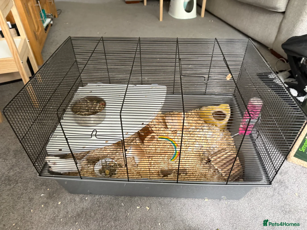 Gerbil rodents for sale: 2 x Gerbils and Cage (free to good home) - Advert 13