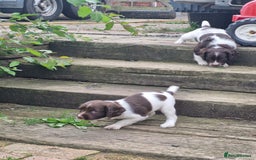 English Springer Spaniel dogs for sale: KC registered English Springer Spaniel - Image 17