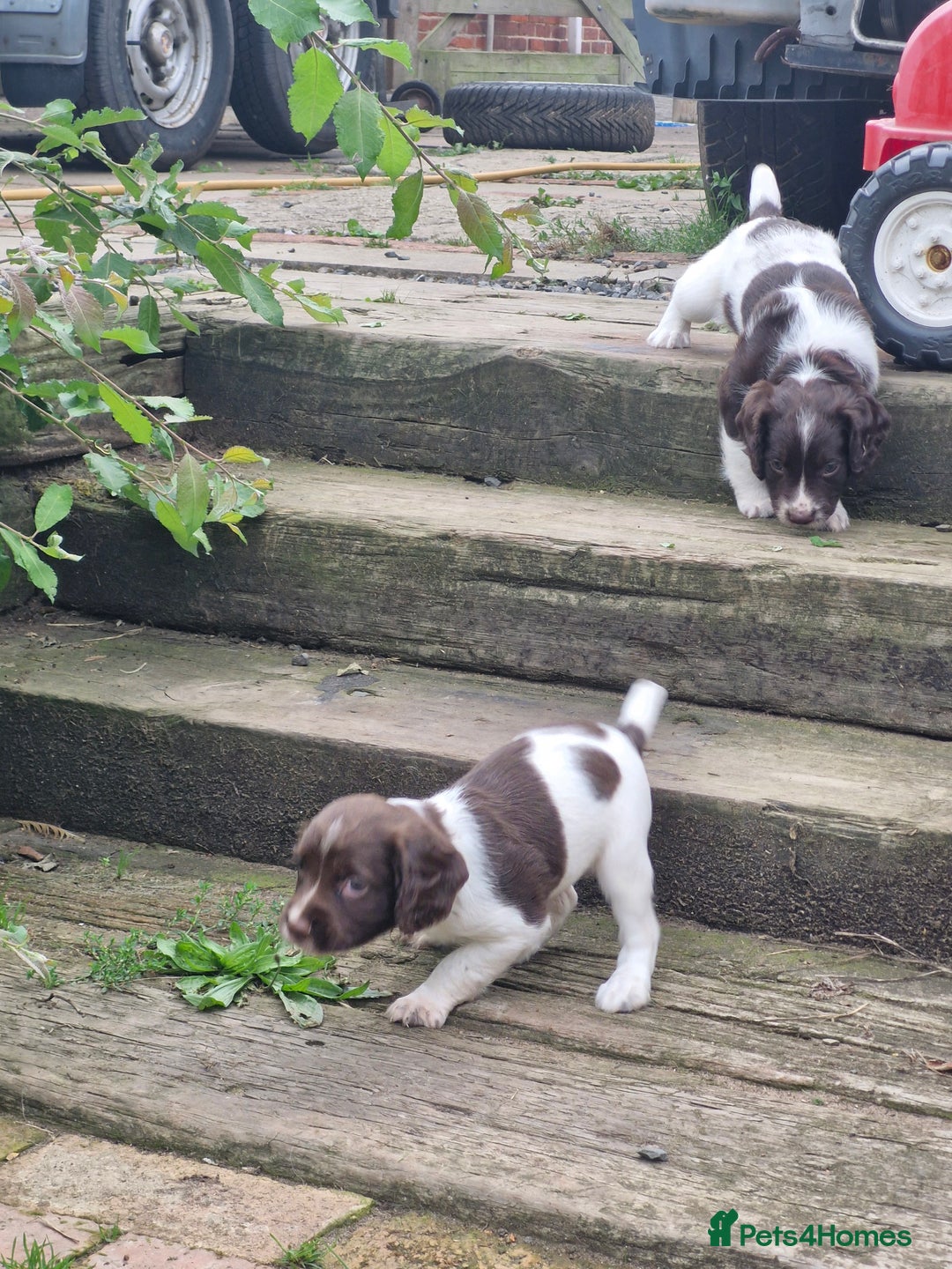 English Springer Spaniel dogs for sale: KC registered English Springer Spaniel - Image 17