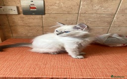 Ragdoll cats for sale: GCCF Registered Ragdoll*one left ready to go* - Image 2