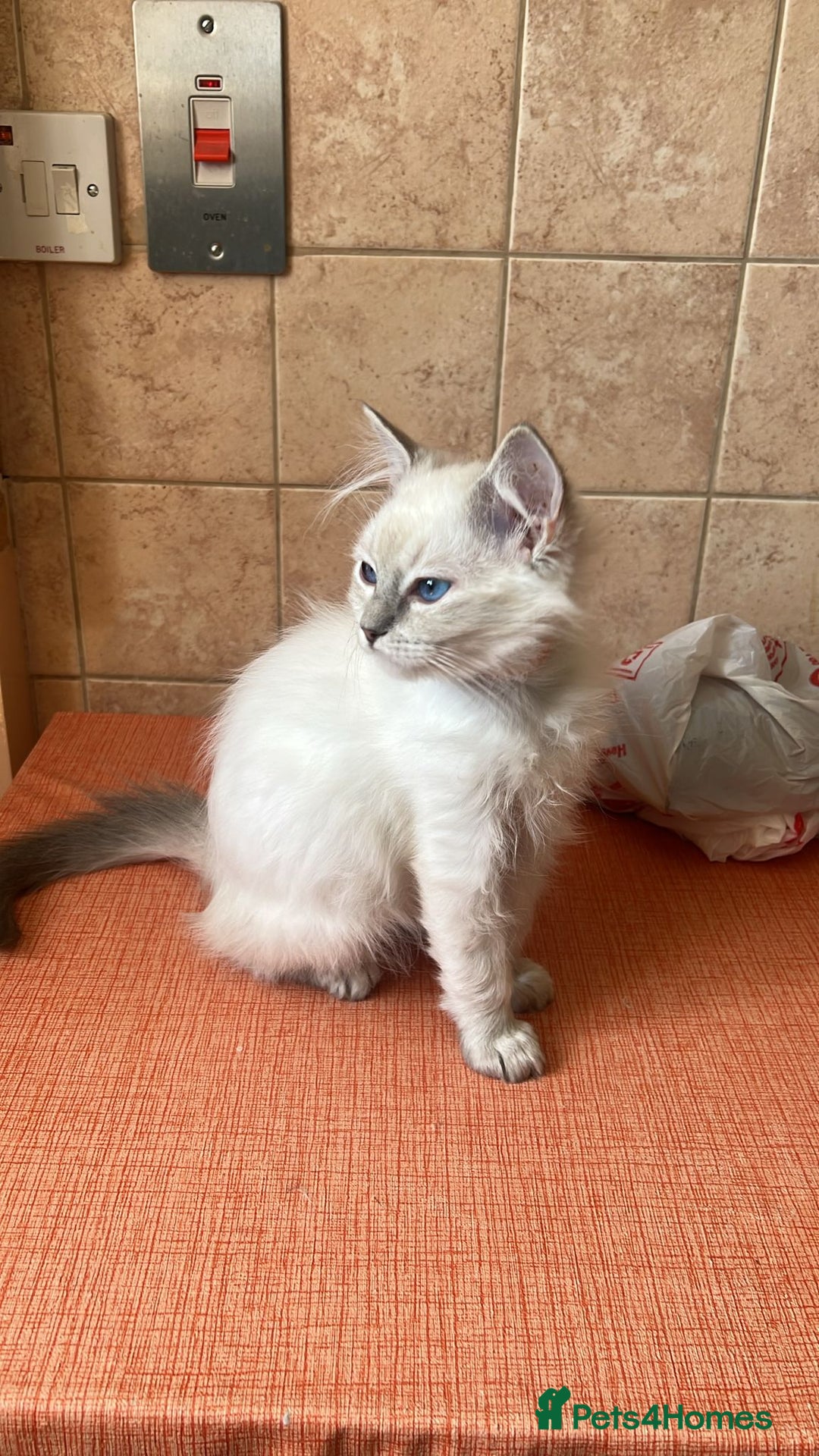 Ragdoll cats for sale: GCCF Registered Ragdoll*one left ready to go* - Image 2